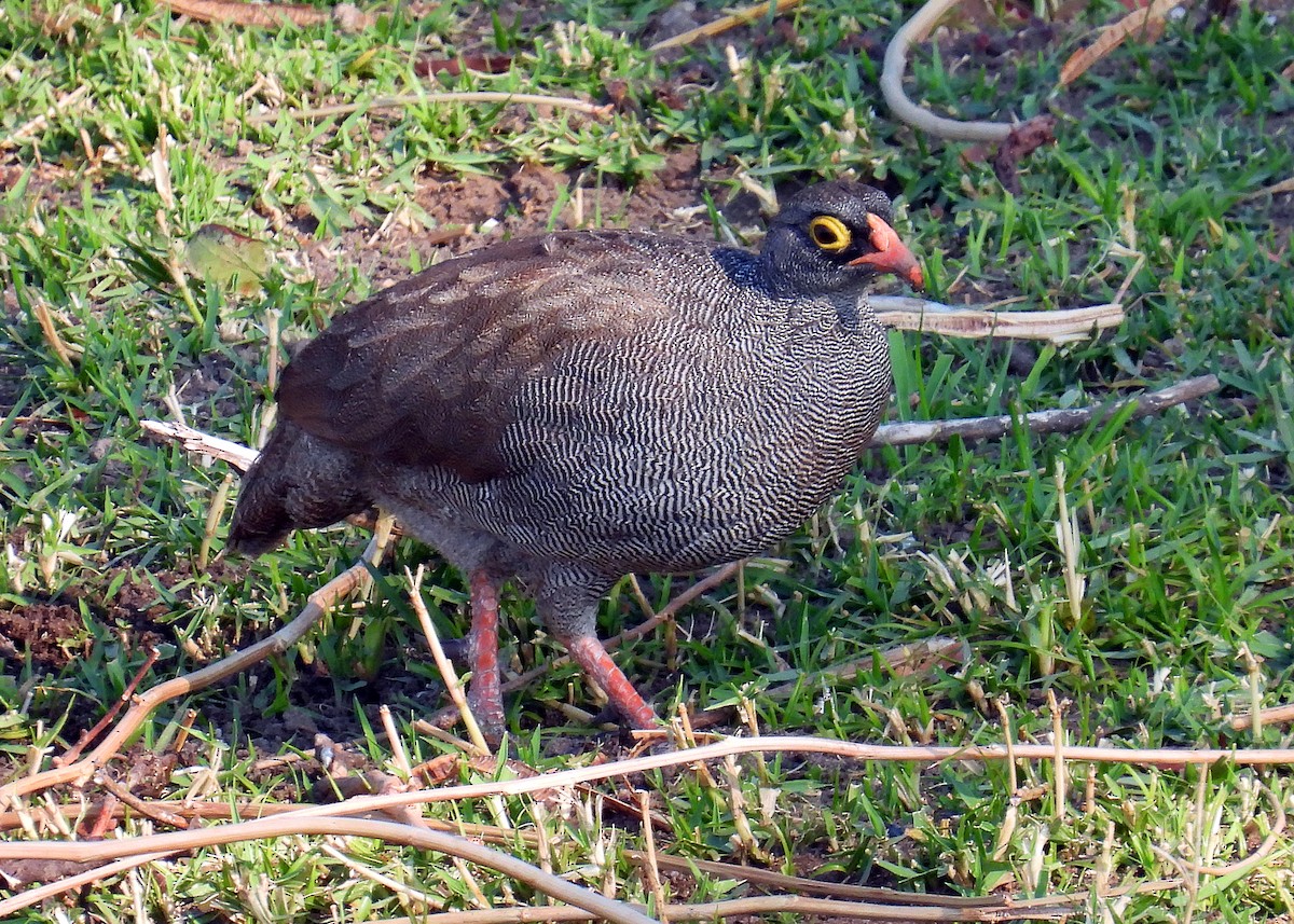 Red-billed Spurfowl - ML623021022