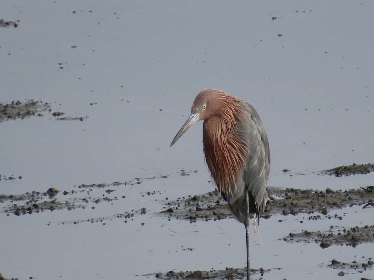 Reddish Egret - ML623021023