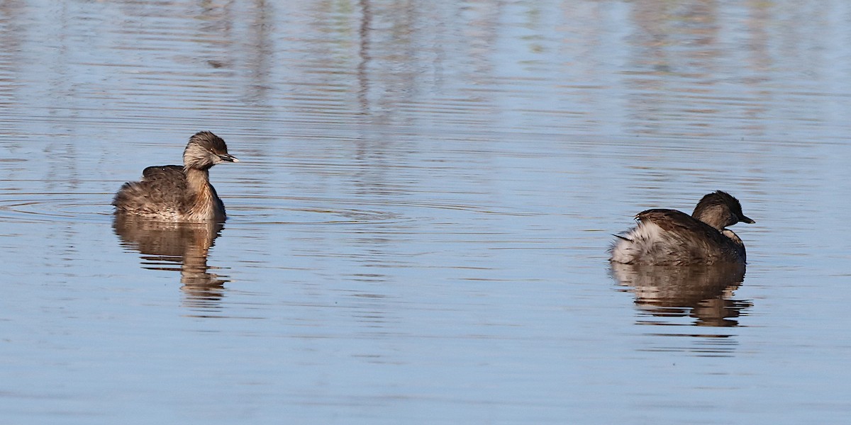 Hoary-headed Grebe - ML623021024