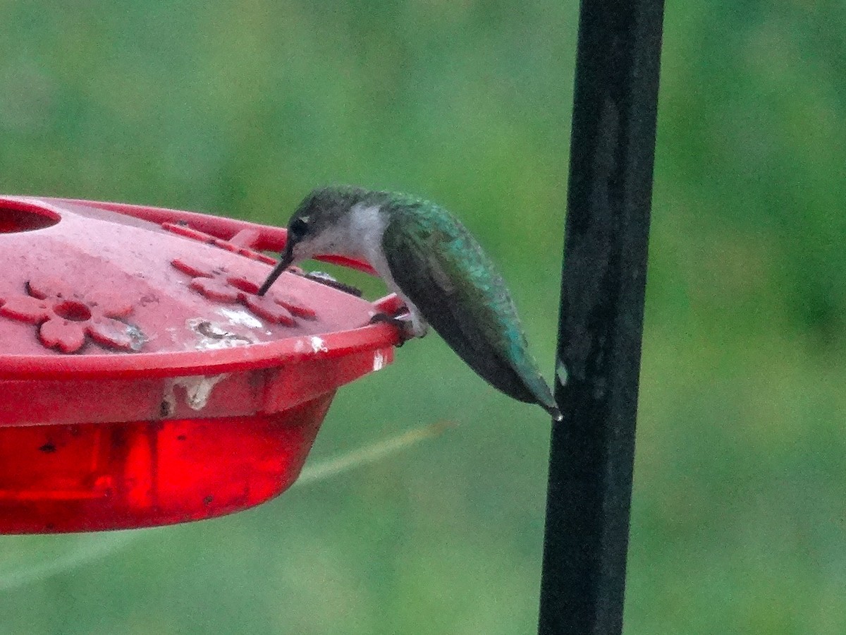 Ruby-throated Hummingbird - ML623021071