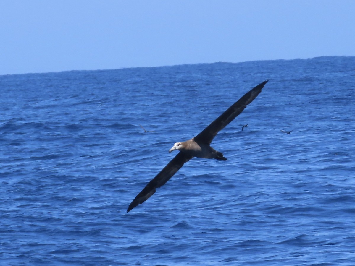 Black-footed Albatross - ML623021138