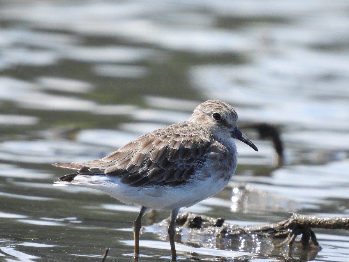 Least Sandpiper - ML623021150