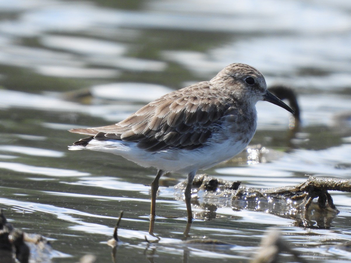 Least Sandpiper - ML623021161