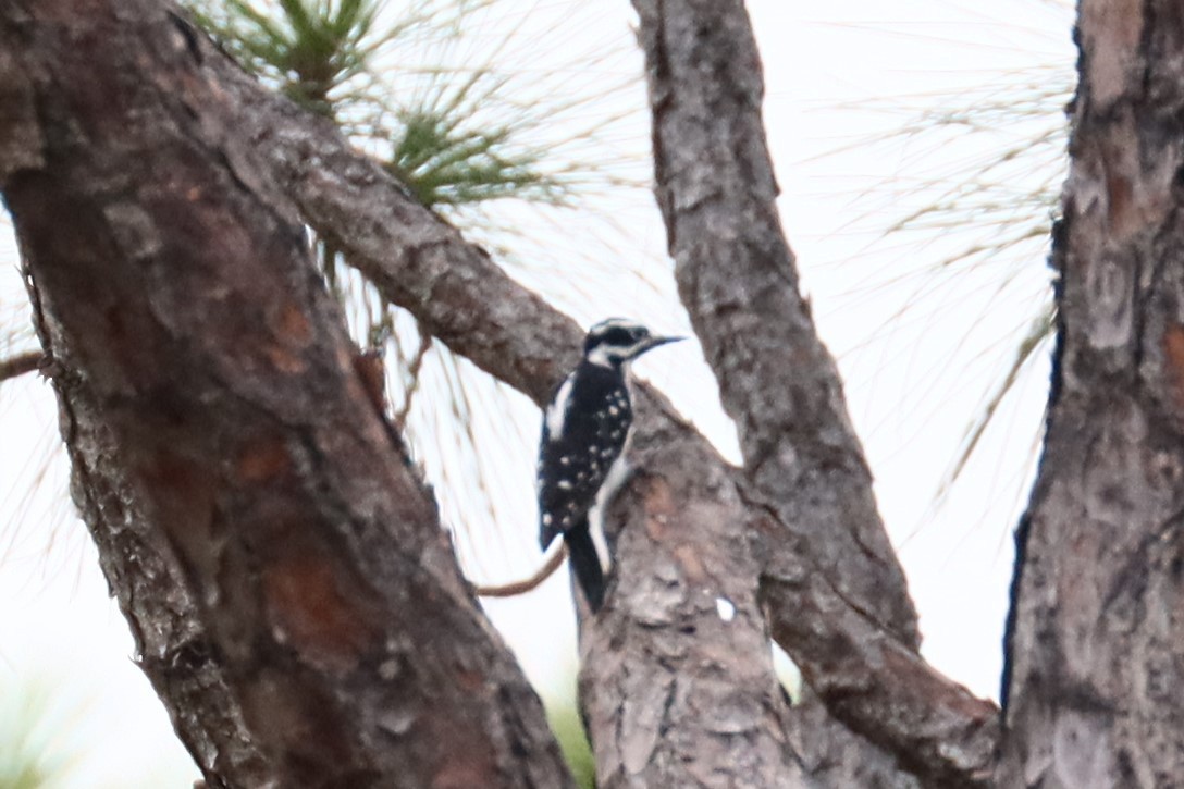 Hairy Woodpecker - ML623021206