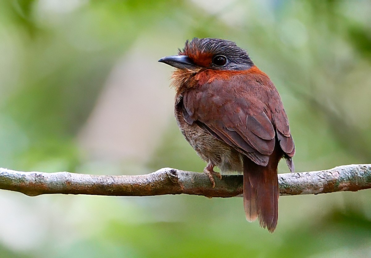 Rufous-necked Puffbird - ML623021224