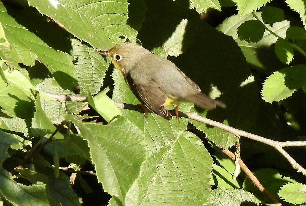 Canada Warbler - ML623021228