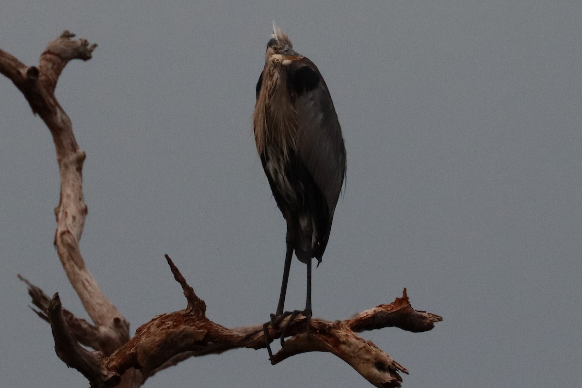 Great Blue Heron - ML623021280