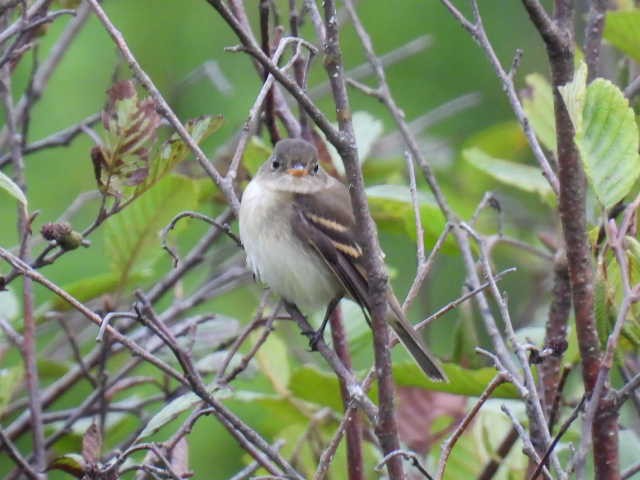 Moucherolle tchébec - ML623021282