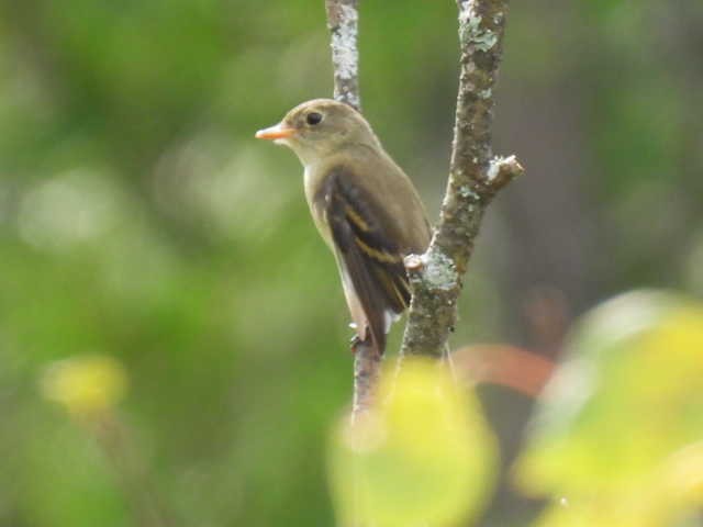 Moucherolle tchébec - ML623021283