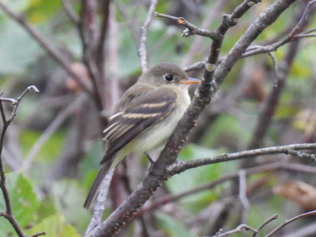 Moucherolle tchébec - ML623021284