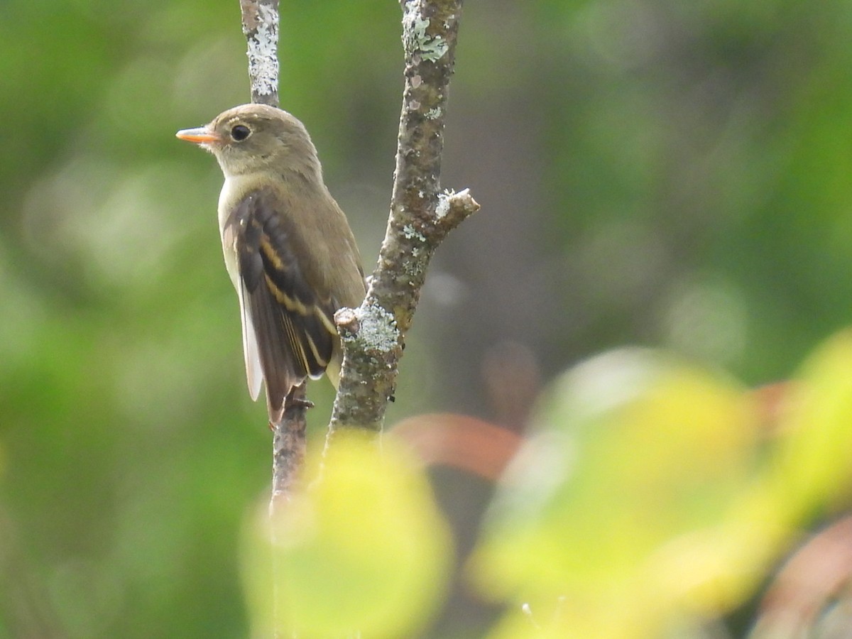 Moucherolle tchébec - ML623021287