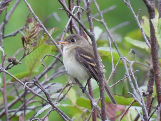 Moucherolle tchébec - ML623021288