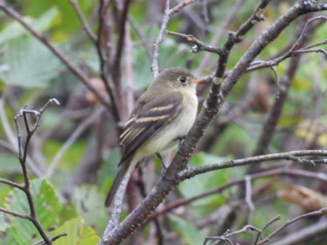 Moucherolle tchébec - ML623021290