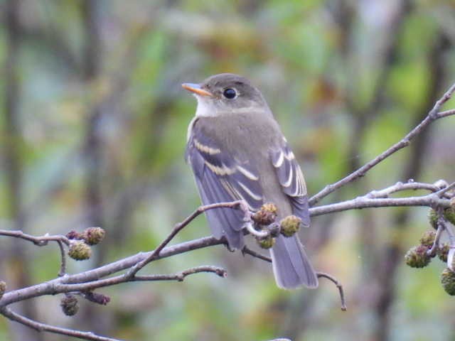 Moucherolle tchébec - ML623021291