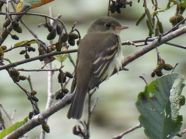 Moucherolle tchébec - ML623021292