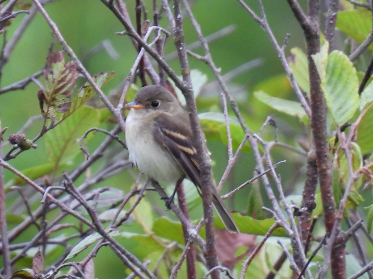 Least Flycatcher - Joseph McGill