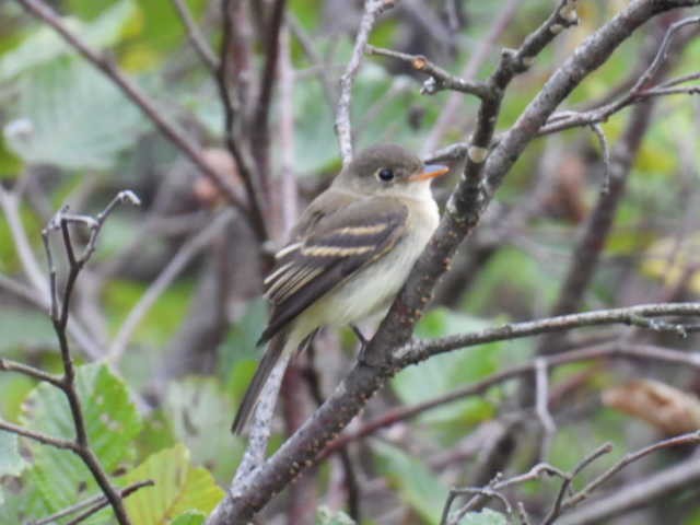 Moucherolle tchébec - ML623021296