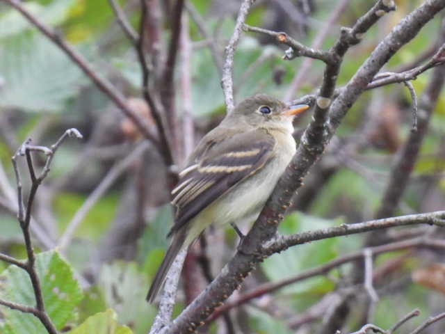 Moucherolle tchébec - ML623021297