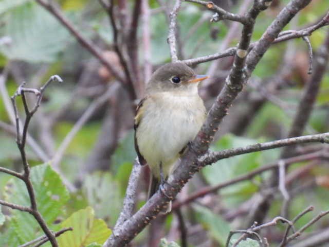 Moucherolle tchébec - ML623021298