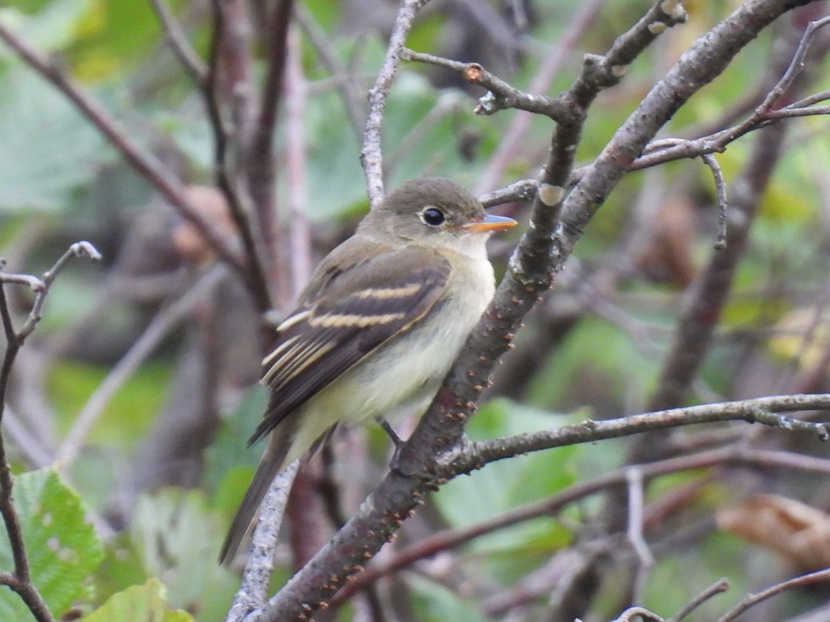 Least Flycatcher - Joseph McGill