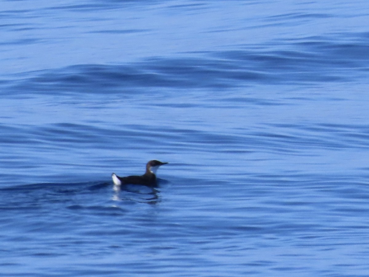 Craveri's Murrelet - ML623021390