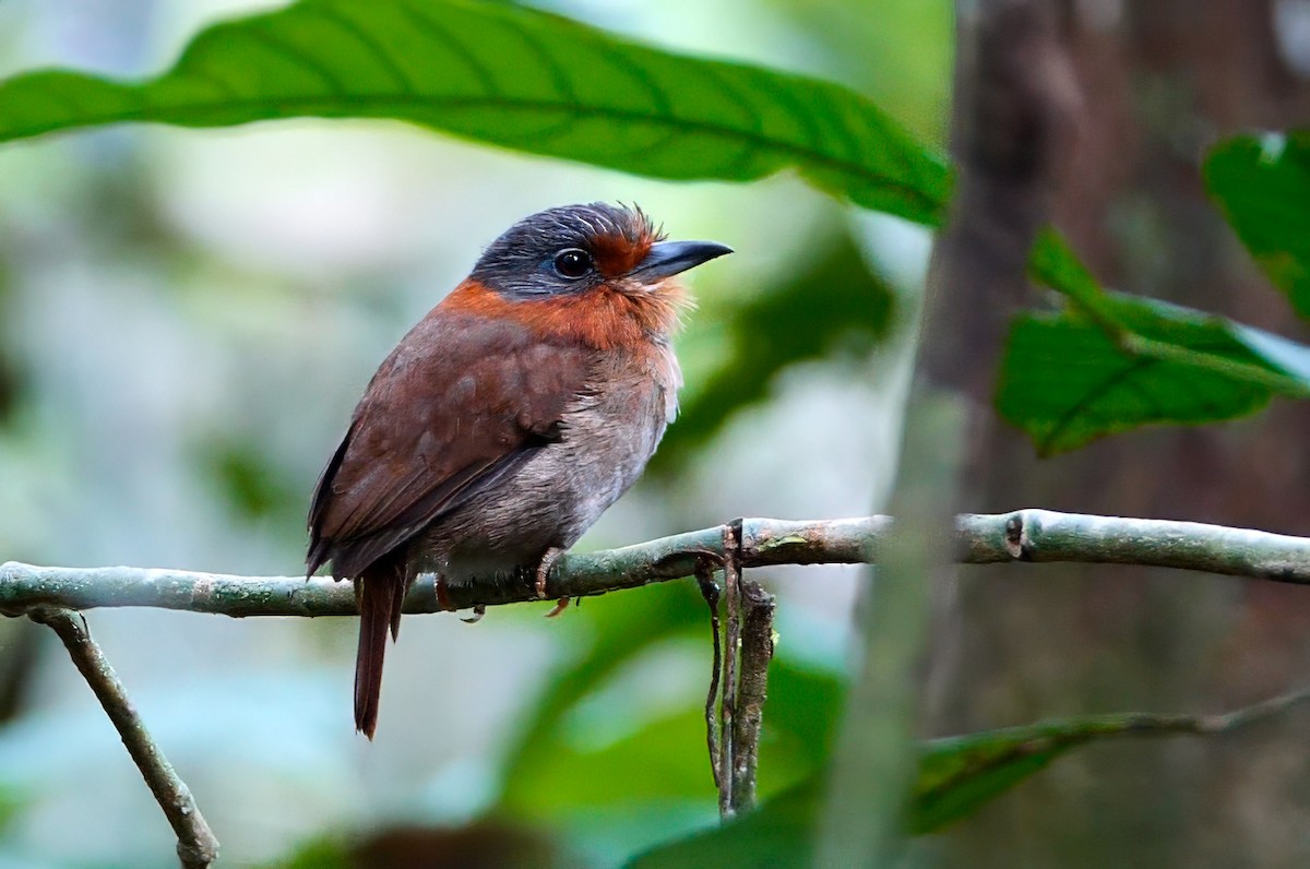 Rufous-necked Puffbird - ML623021408