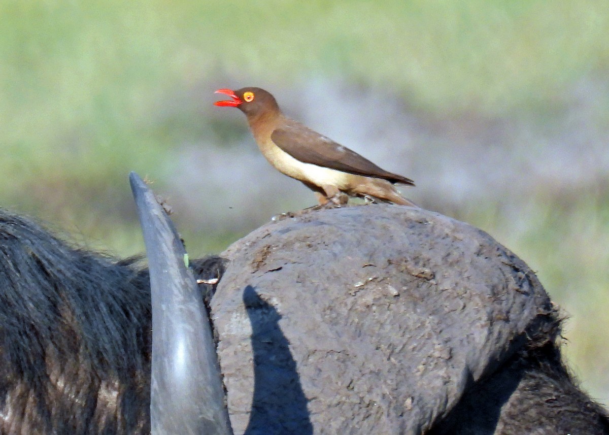 Red-billed Oxpecker - ML623021414