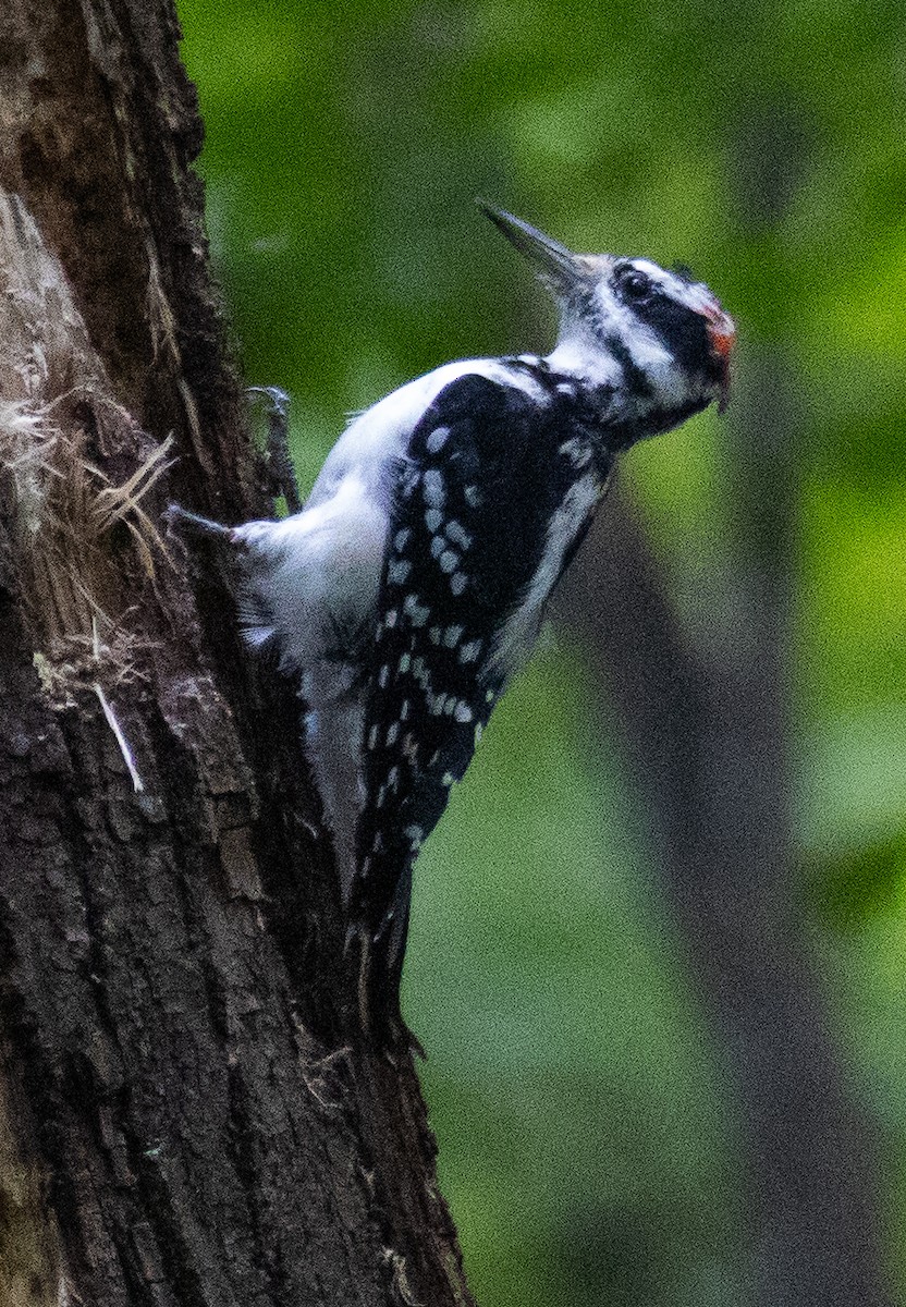 Hairy Woodpecker - ML623021477