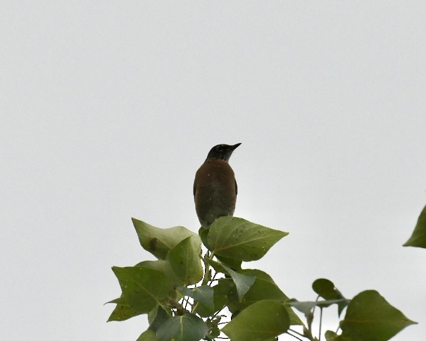 American Robin - Heather Pickard