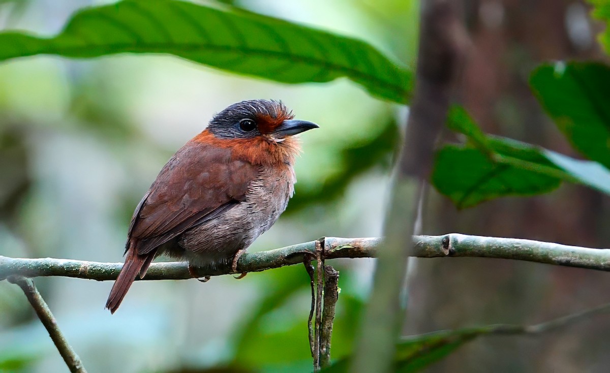 Rufous-necked Puffbird - ML623021493