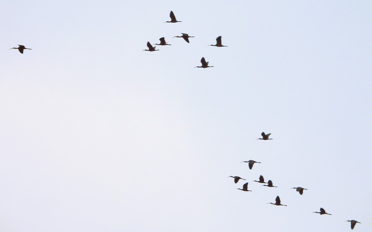 White-faced Ibis - ML623021552