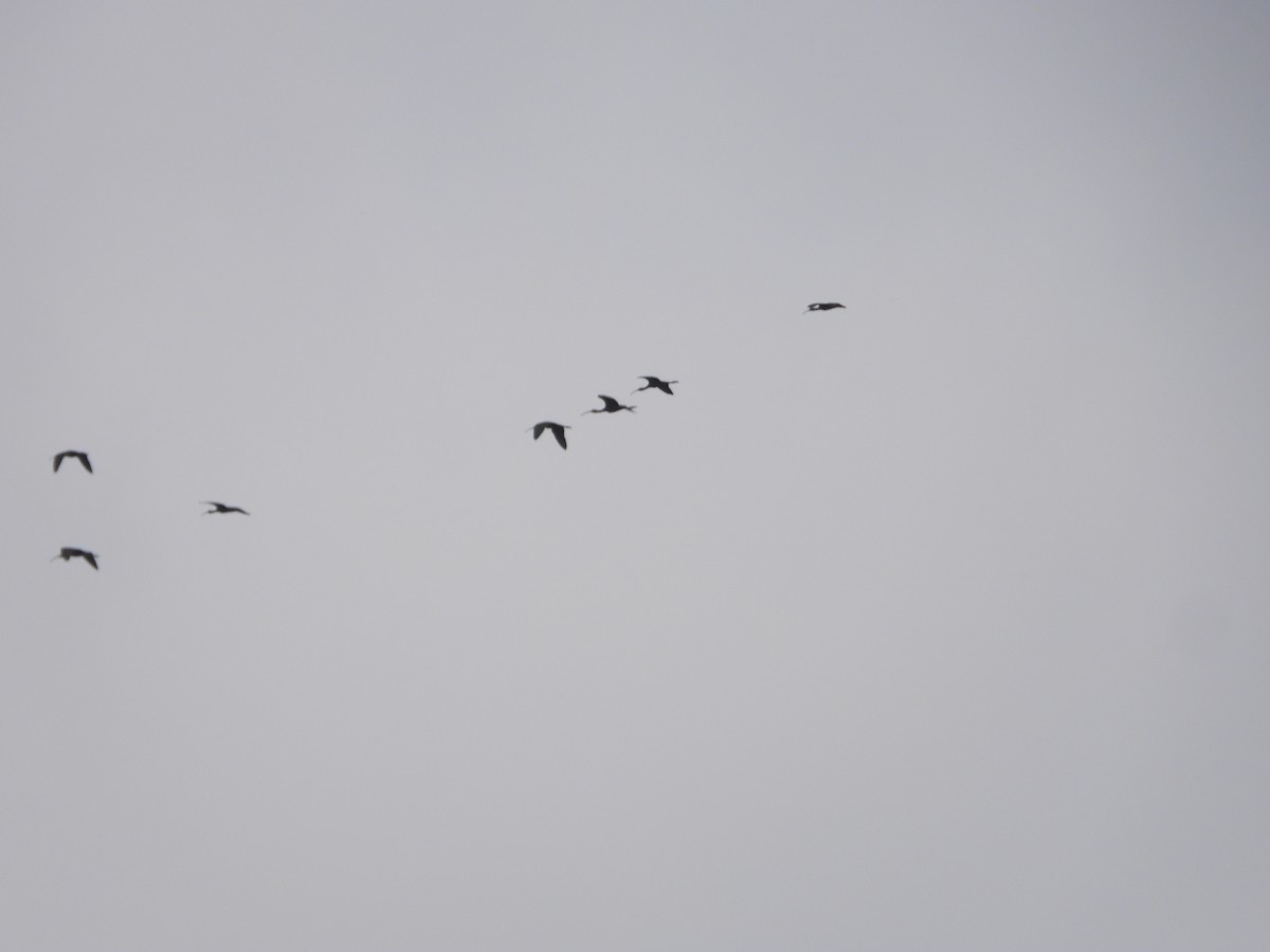 White-faced Ibis - ML623021573