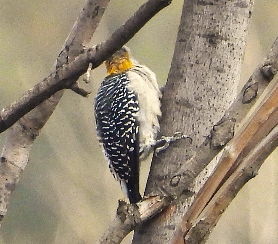 Golden-fronted Woodpecker - ML623021607