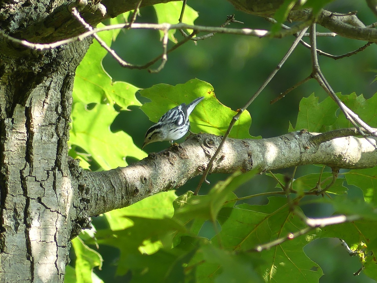 Black-and-white Warbler - ML623021634