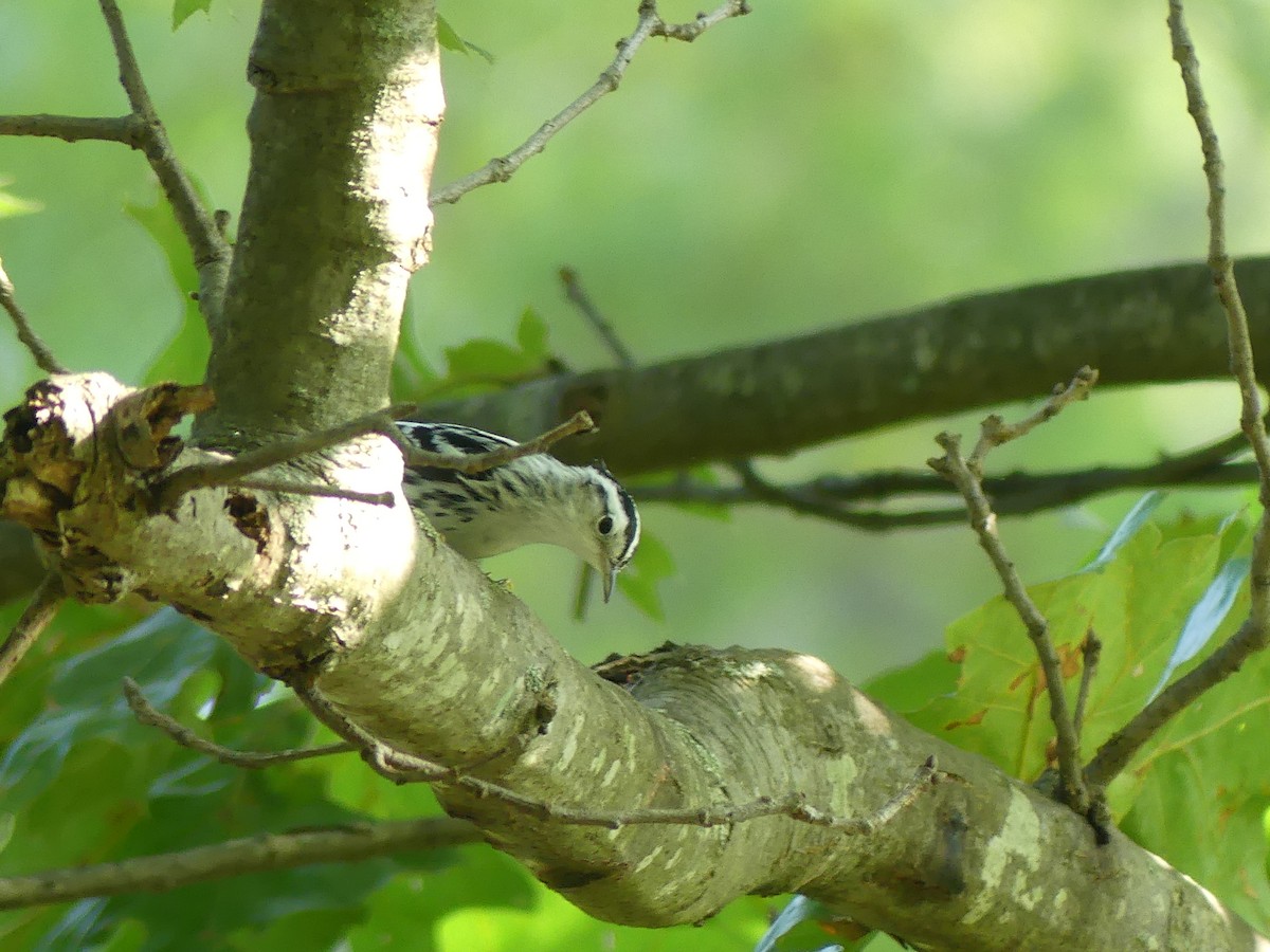 Black-and-white Warbler - ML623021635