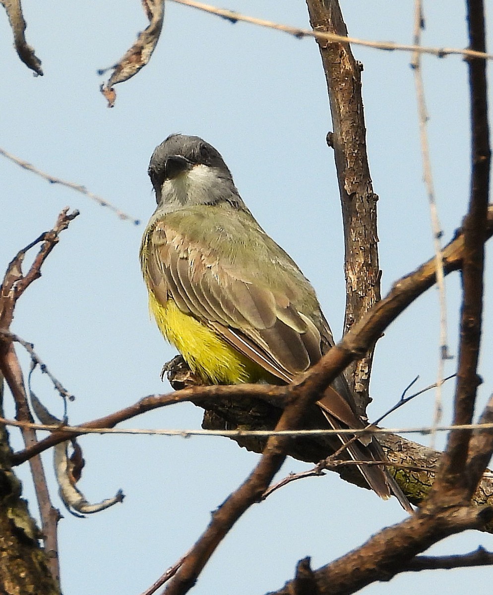 Cassin's Kingbird - ML623021640