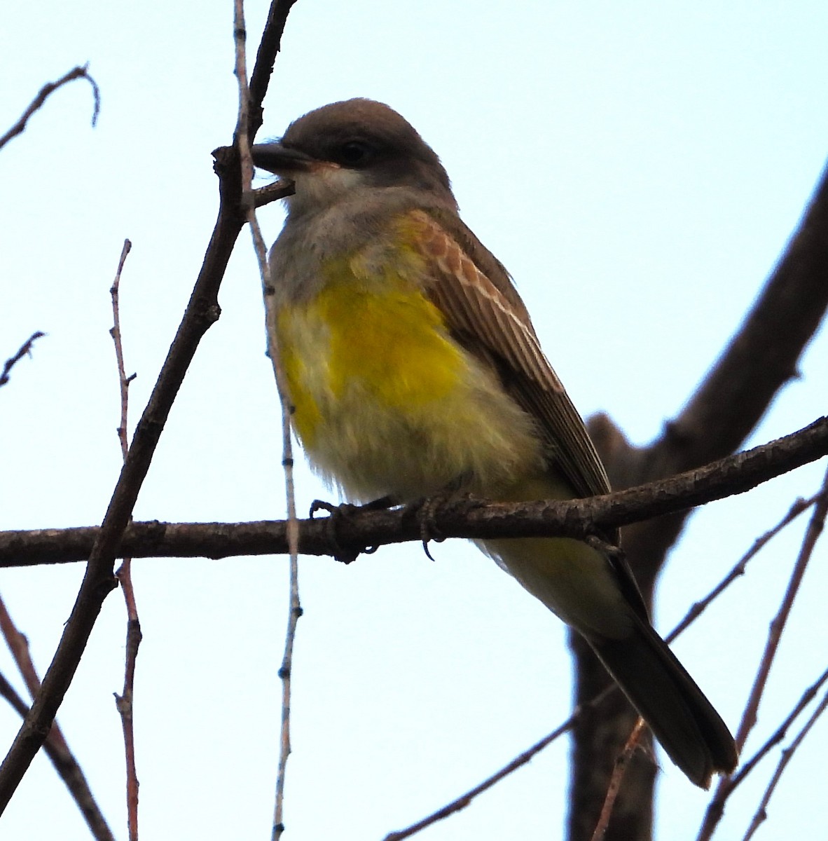 Cassin's Kingbird - ML623021641