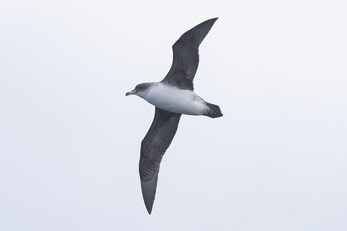 Gray Petrel - ML623021642