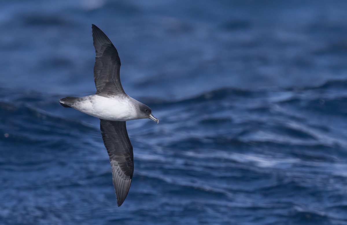 Gray Petrel - ML623021657