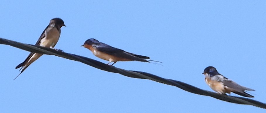 סנונית רפתות - ML623021664
