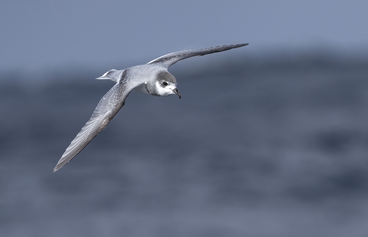 Blue Petrel - ML623021666