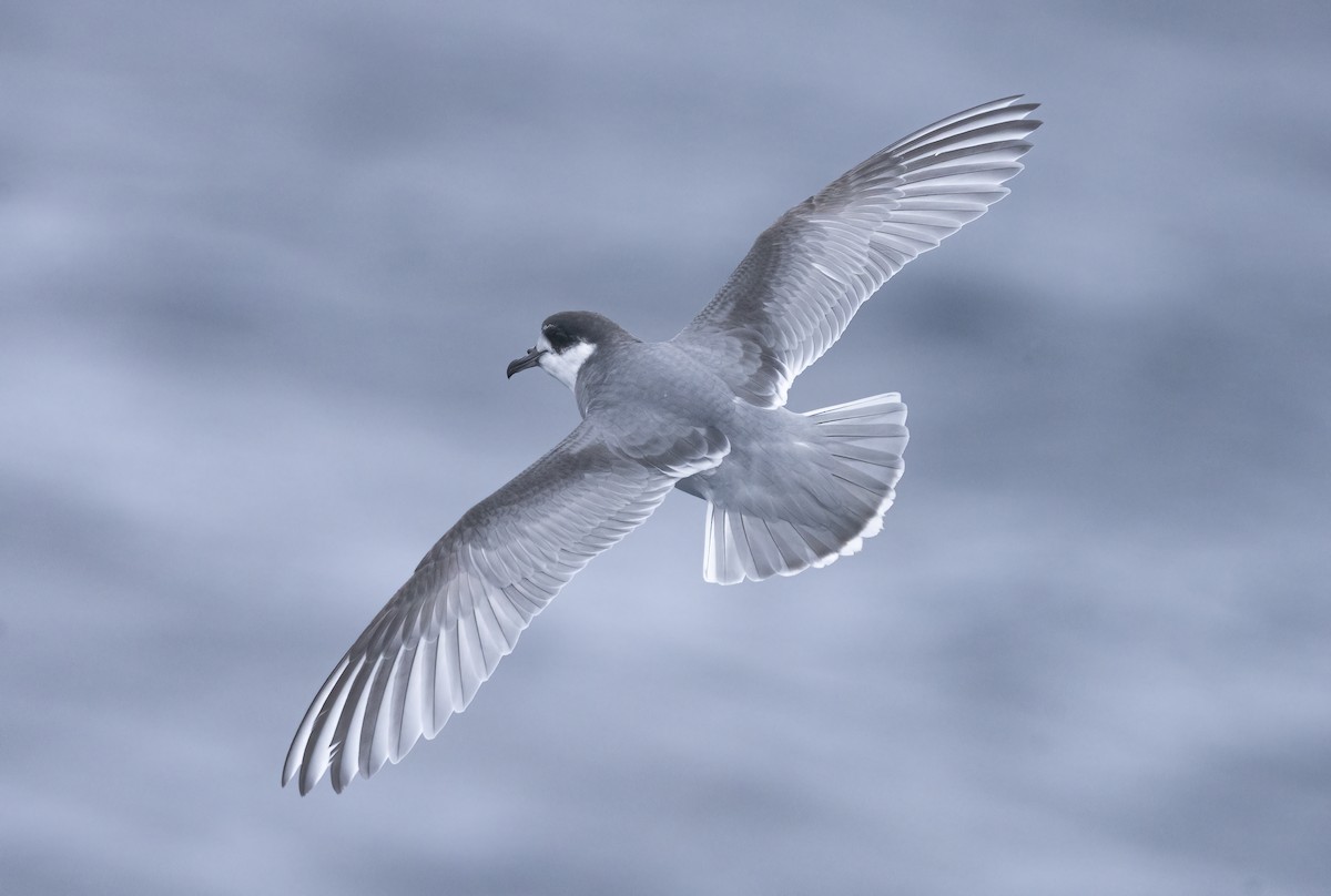 Blue Petrel - ML623021678