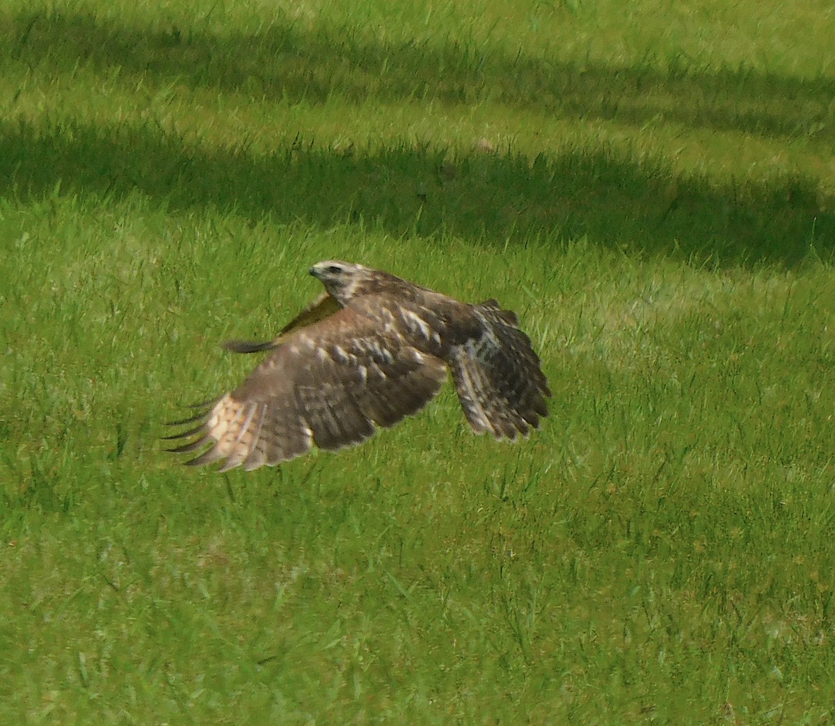 Red-shouldered Hawk - Lee Gray