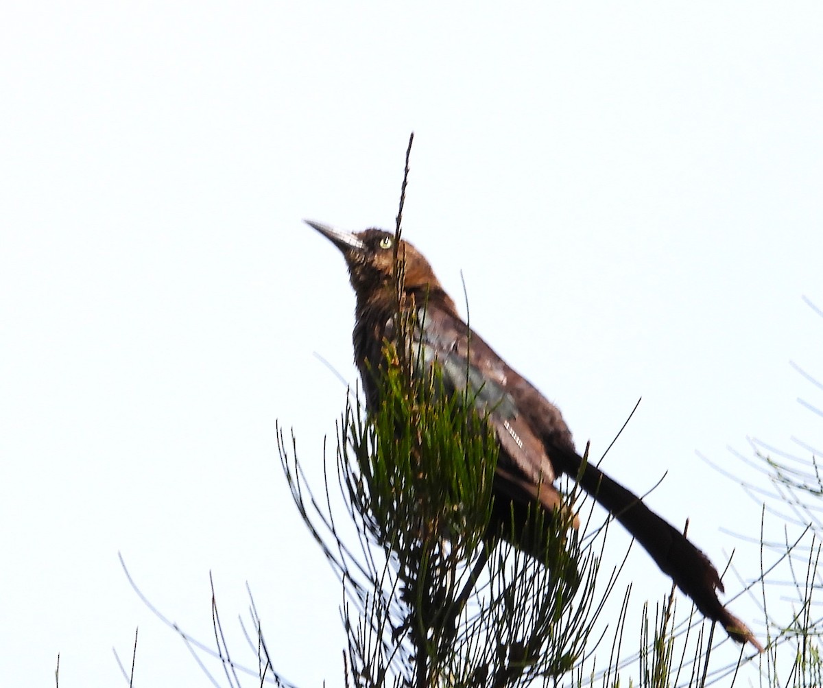 Great-tailed Grackle - ML623021760