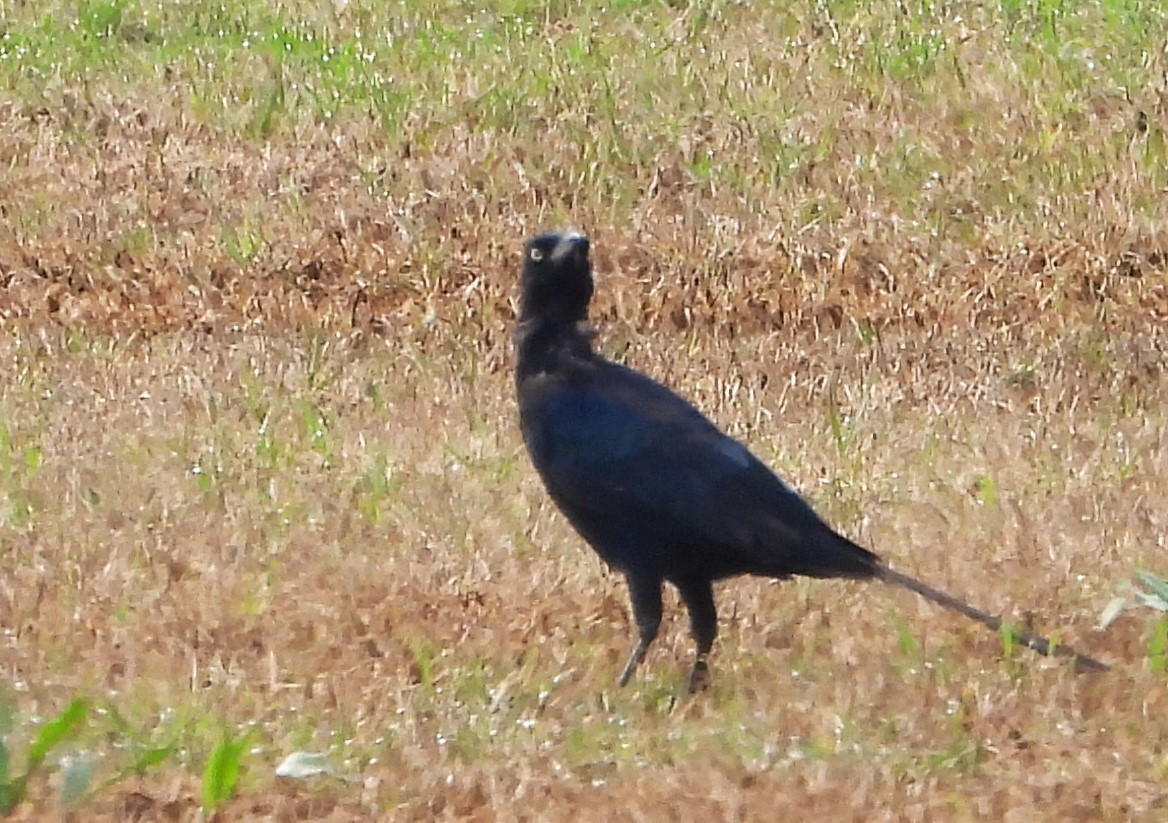 Great-tailed Grackle - ML623021767