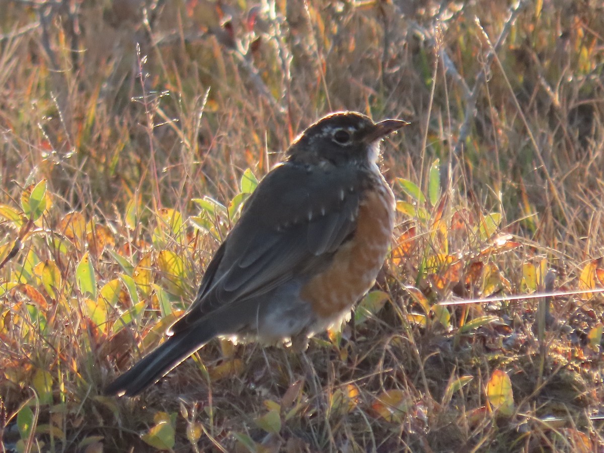 American Robin - Frances Digout