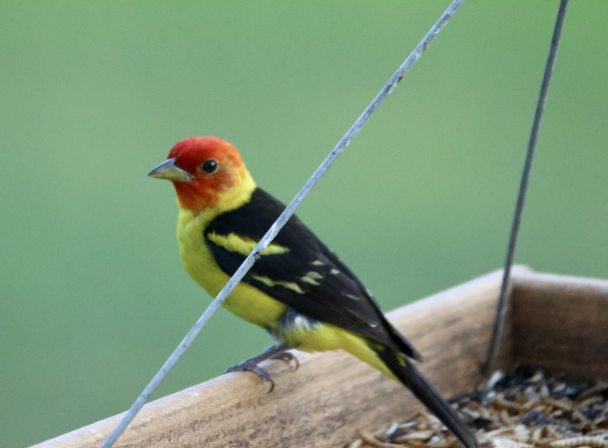 Western Tanager - Kathryn Deetz 🦢