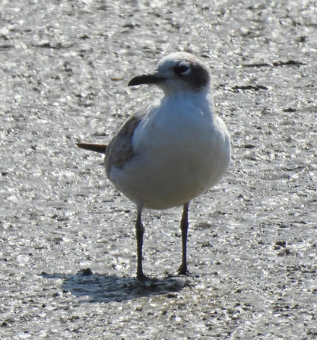 Gaviota Pipizcan - ML623021972