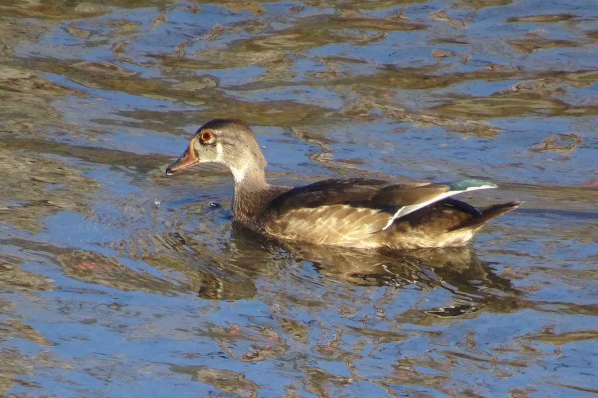 Wood Duck - ML623022024