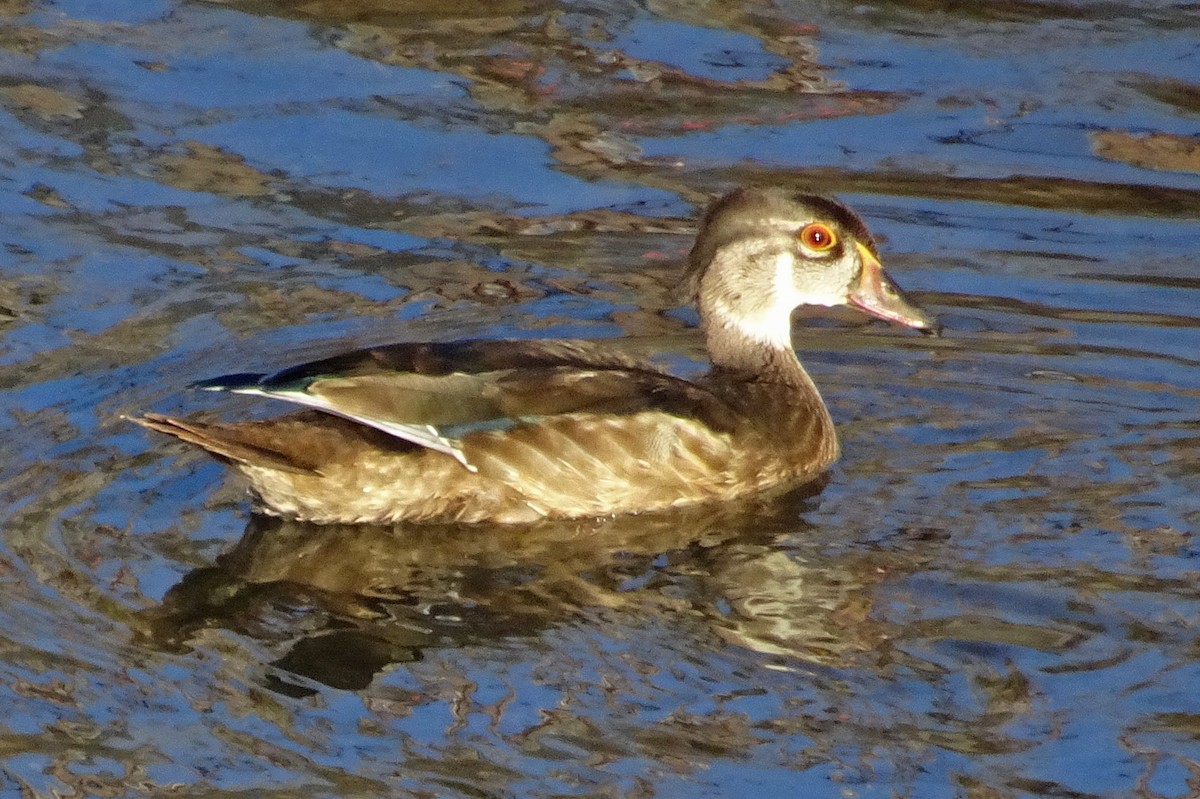 Wood Duck - ML623022051